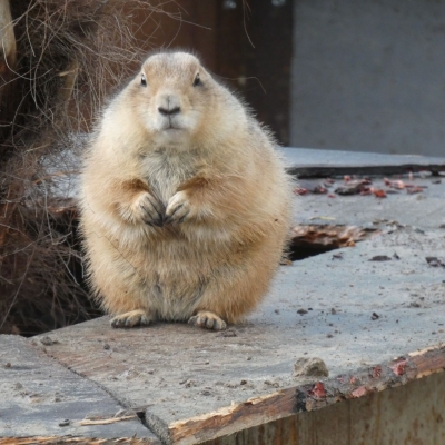 Zwartstaartprairiehond - De Zonnegloed - Dierenpark - Dieren opvangcentrum - Sanctuary